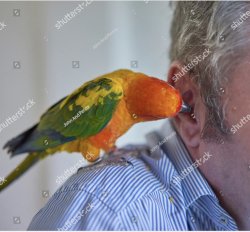 Bird playing with ear Meme Template