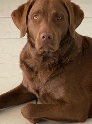 Serious Chesapeake Bay Retriever Meme Template