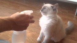 Cat water spray Meme Template