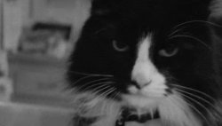 Henri le chat noir Meme Template