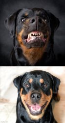 Angry Rottweiler vs Happy Rottweiler Meme Template