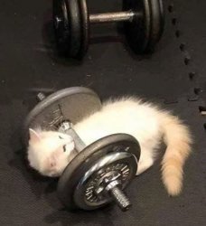 cat working out Meme Template