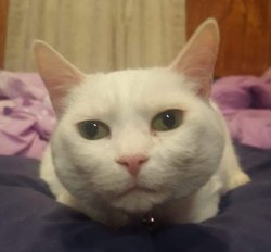 Judgmental Deaf Cat Snowball Meme Template