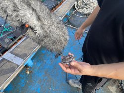 Abalone on mic Meme Template