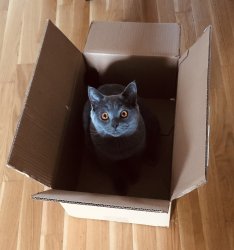 Cat in the box Meme Template