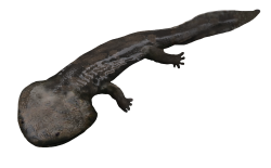 Koolasuchus Meme Template