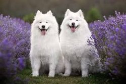 Two Samoyeds Meme Template