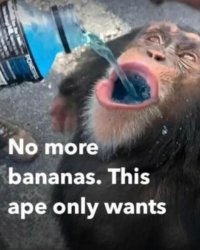 No more bananas Meme Template