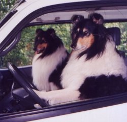 Collies driving Meme Template