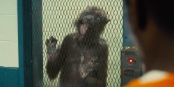 dickweasel_jail Meme Template