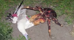 Coconut Crab and Red Footed Booby Bird Meme Template