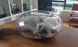 Cat in fishbowl Meme Template