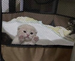 KittenJail Meme Template