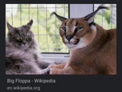 big floppa inside wikipidea Meme Template