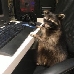 gamer raccoon Meme Template