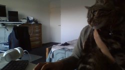 Choclate the sus cat Meme Template