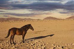 Horse in desert Meme Template