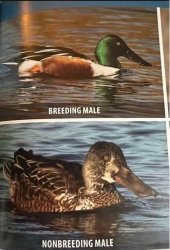Breeding Make nonbreeding male Ducks Meme Template