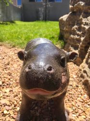 Baby hippo says Meme Template