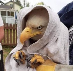 Bald eagle plotting Meme Template