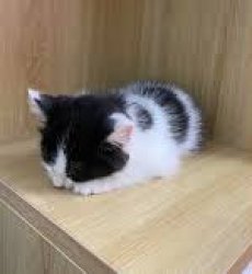 Cow cat loaf (NOT MY IMAGE) Meme Template