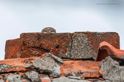 peeking owl Meme Template