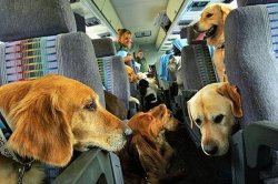 Anxiety dogs on a plane Meme Template