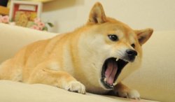 Doge screaming Meme Template