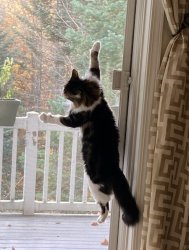 Cat climbing screen door Meme Template