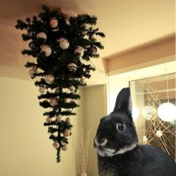 bunny christmas Meme Template