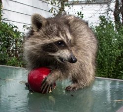 Raccoon With Apple Meme Template