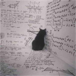Cat Math Stress Meme Template