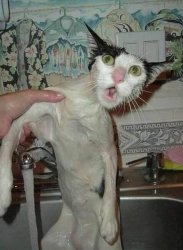 Wet pussy Meme Template