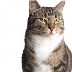 Judgy cat Meme Template