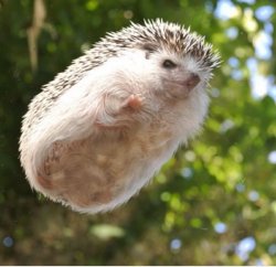 Flying Hedgehog Meme Template
