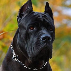 Cane Corso Lover Meme Template