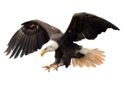 Eagle Meme Template