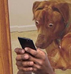scooby looking at phone Meme Template