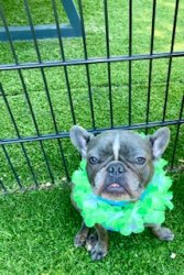 Hawaiian Frenchie Meme Template