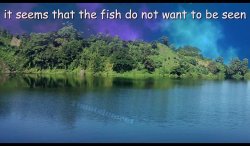 it seems that the fish do not want to be seen Meme Template