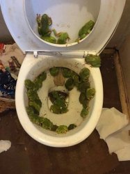 Toilet frogs Meme Template