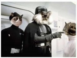 Star Wars Cats Meme Template