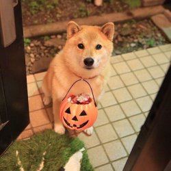 Shiba inu dog Meme Template