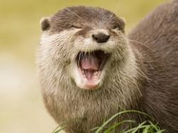 yawning otter Meme Template