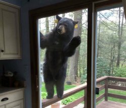 Bear at the door Meme Template