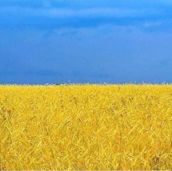 wheat field + sky = Ucraina Meme Template