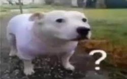 ? dog Meme Template