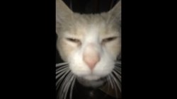 w cat Meme Template
