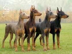 Doberman Colours Meme Template