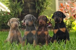 Doberman puppies Meme Template